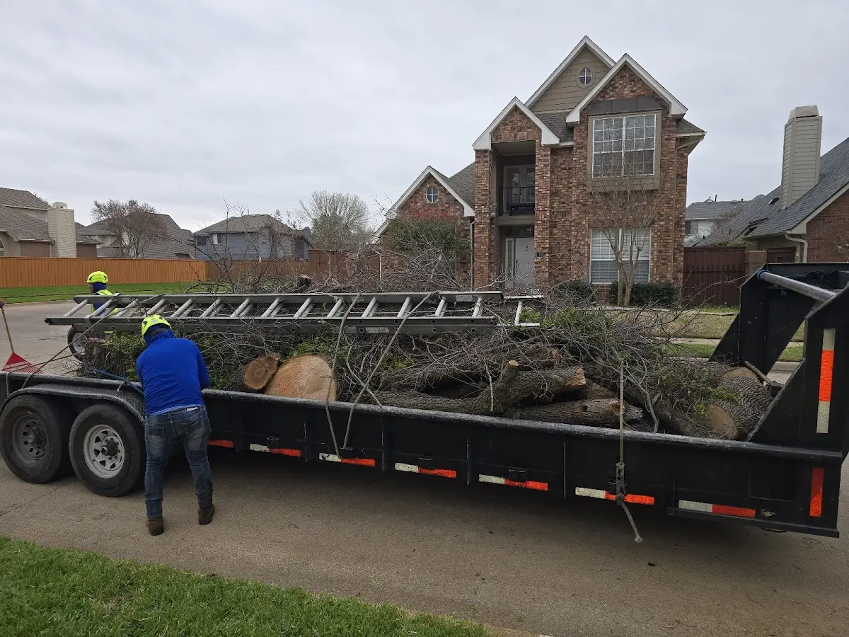 Expert Deadwooding with proper safety equipment in Pittsboro